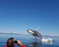 Whale Watching on the Bay of Fundy